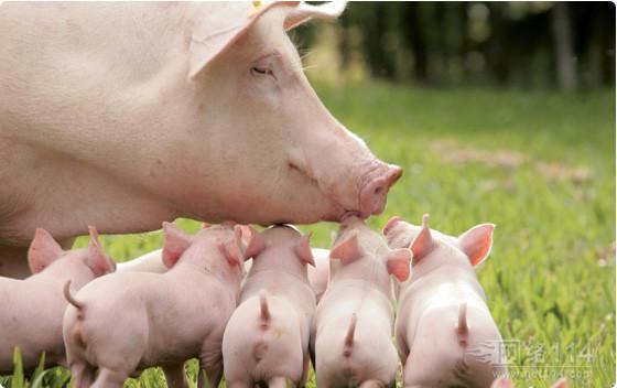 抗菌肽在断奶仔猪生产中的应用