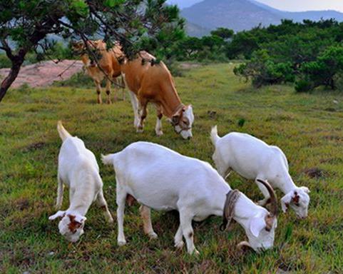 农业农村部将建设一批以肉牛肉羊为主导产业的强镇-农业农村部将建设一批肉牛肉羊产品强镇