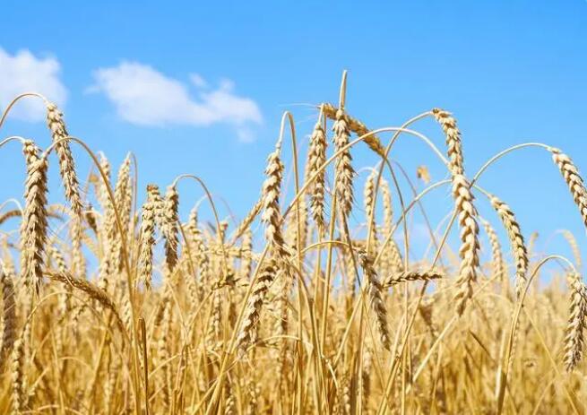 -发芽小麦，芽麦做不能做饲料，芽麦在饲料中的应用